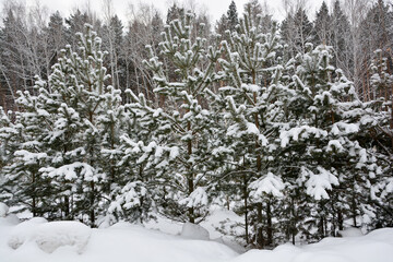 Snow-covered pine forest in winter 