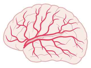 脳血管支配領域_大脳外側面_中大脳動脈 - obrazy, fototapety, plakaty