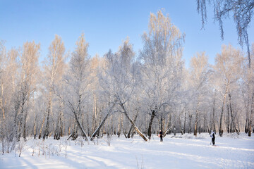 Snow-covered pine forest in winter 