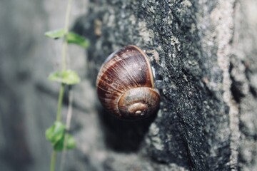 snail on a leaf