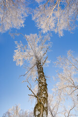 Snow-covered pine forest in winter 