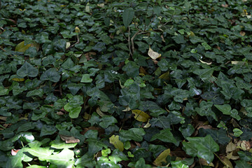 hojas verdes de plantas