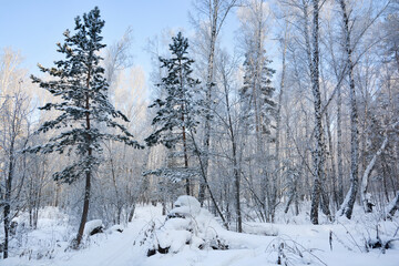 Snow-covered pine forest in winter 