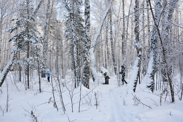 Snow-covered pine forest in winter 