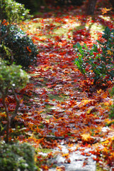Fototapeta na wymiar 散り紅葉の続く庭