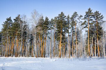 Snow-covered pine forest in winter 