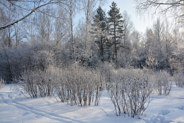Snow-covered pine forest in winter 