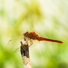 red dragonfly on a green leaf