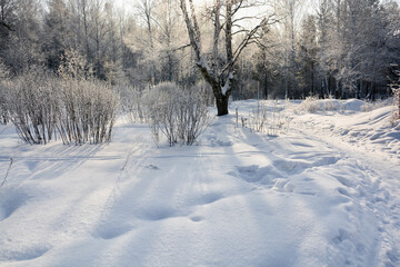 Snow-covered pine forest in winter 