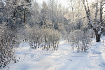 Snow-covered pine forest in winter 