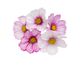 Pink cosmos flower isolated on white background