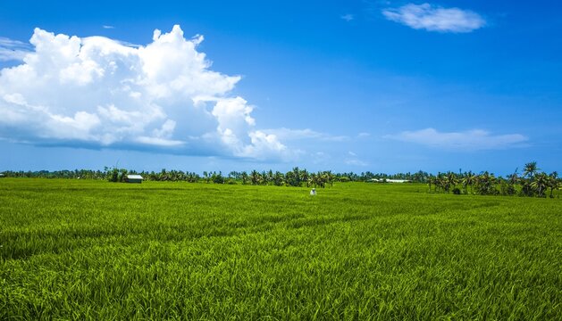 rice field 