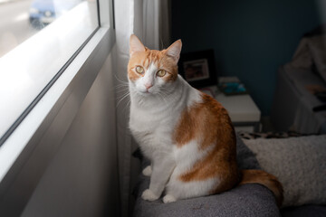 brown and white cat sitting on a sofa by the window, looks at the camera