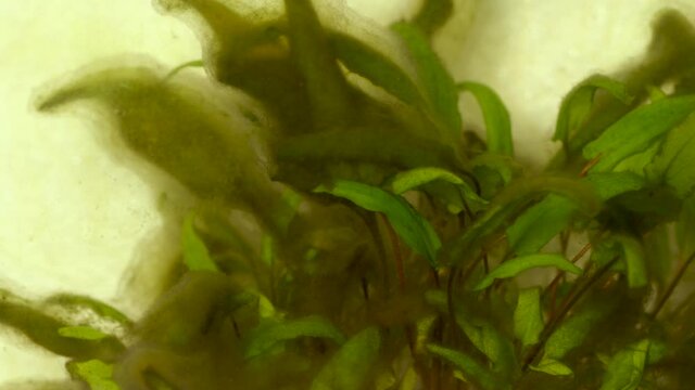 Closeup view 4k video of green waterplants with ugly overgrowth on leaves. Dirty home aquarium fish tank.