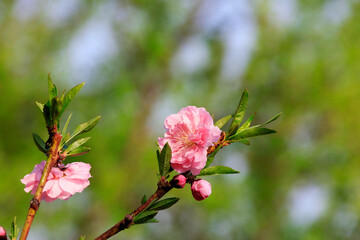 Peach blossom in full bloom, North China