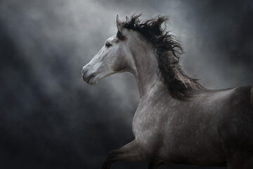 Obraz na płótnie Canvas White andalusian horse portrait in motion isolated on dark background