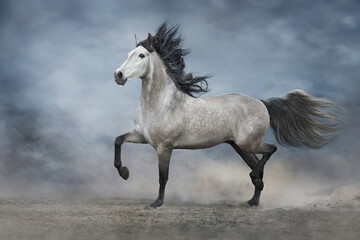 Fototapeta na wymiar Grey iberian horse run free on desert dust