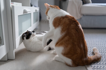 two domestic cats play together on the carpet