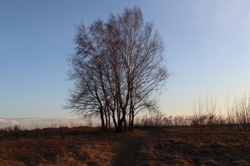 Fototapeta premium Birch trees in spring