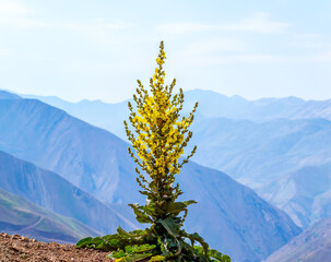 orange mullein, wooly mullein flowers tree in the mountains