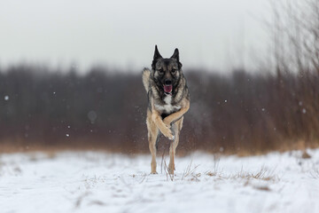 Mixed breed shepherd dog walking in winter field