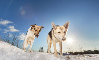 Fototapeta na wymiar Two Strong healthy mongrel dogs in winter field