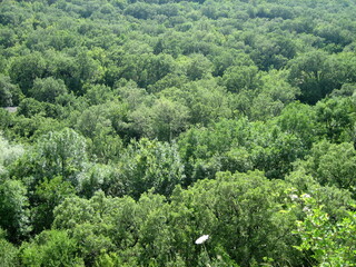 Lush green forest on the mountainside in sunny weather in summer. Excellent uniform background on the theme of the forest, trees, foliage.