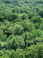 Fototapeta na wymiar Lush green forest on the mountainside in sunny weather in summer. Excellent uniform background on the theme of the forest, trees, foliage.