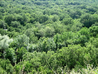 Lush green forest on the mountainside in sunny weather in summer. Excellent uniform background on the theme of the forest, trees, foliage.