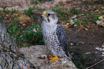 Saker Falcon, Falco cherrug, sitting on the stone, close up