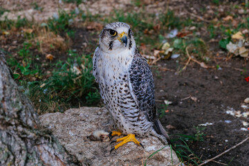 Saker Falcon, Falco cherrug, sitting on the stone, close up
