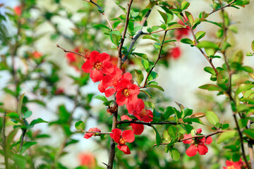 Flowering Begonia flowers bloom in a botanical garden, North China