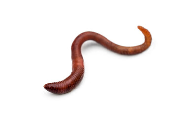 Red earthworm on a white background.