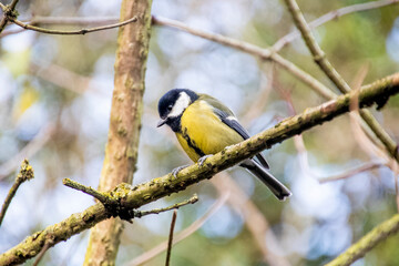 Fototapeta premium Bird