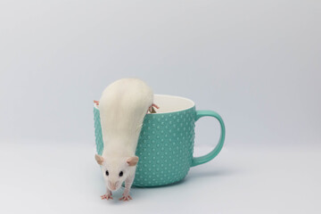 A white decorative rat hid in a mint cup. The rat stuck out its nose and sniffs.