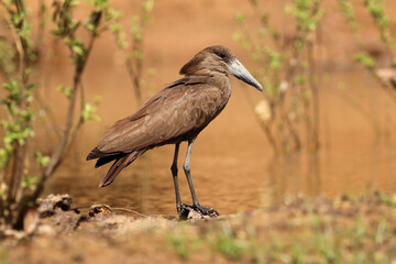 Solo Hamerkop 