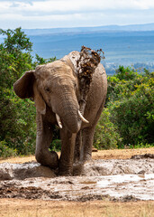 Fototapeta na wymiar Elephant taking a mud bath