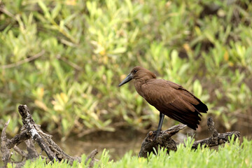 Hamercop, Waruga © Marcin