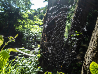 spider web on the tree