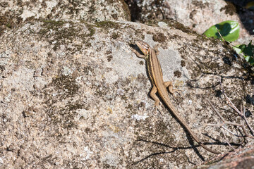 Brown lizard taking sunbath on hot stone
