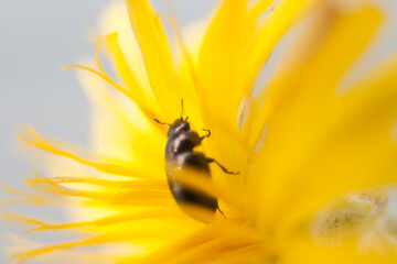 an insect on a yellow flower during the spring