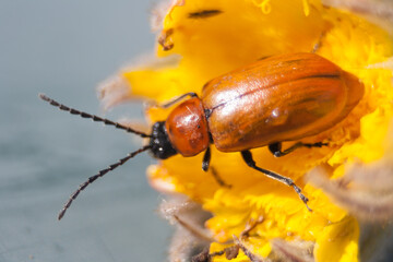 an insect on a yellow flower during the spring