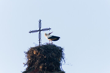 Two storks in their nest at the evening time