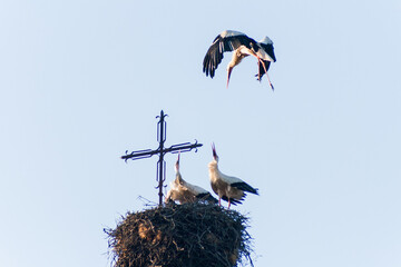 Two storks in their nest at the evening time