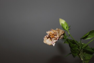 butterfly on a flower