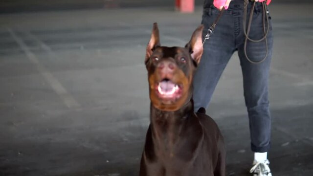 Girl holding a dog breed Doberman on a leash. The dog barks at a stranger