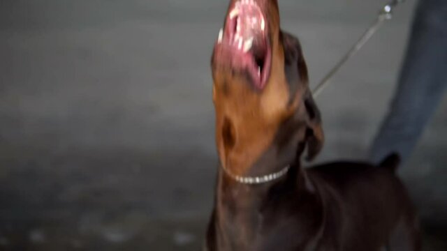 The dog breed Doberman barks at a stranger slow