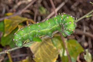 Saturnia meridionalis/pavonia Hybrid, e.o. Raupe 2020/04/20 16:52:05