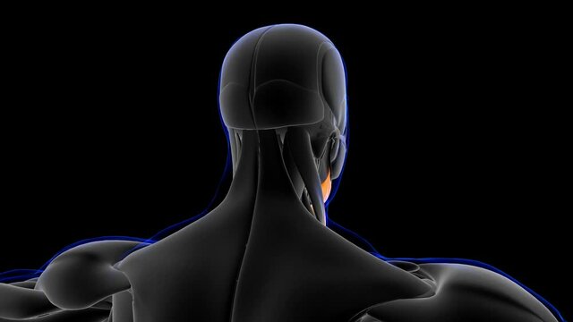 Platysma Muscle Anatomy For Medical Concept 3D