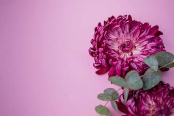 a burgundy chrysanthemum bud on a pink background. space for text . top view. flat lay. flower business.